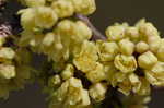 Fragrant sumac